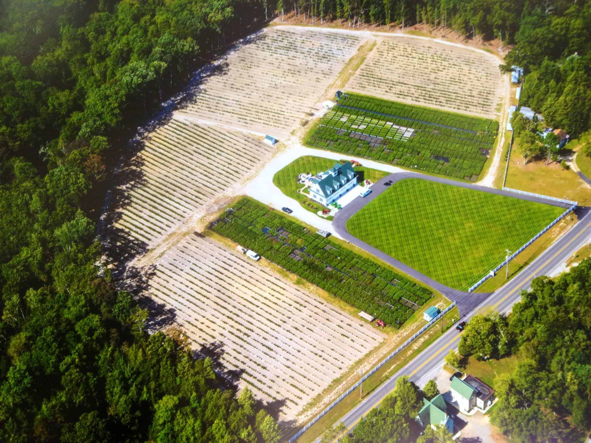 DiMeo Blueberry Farms