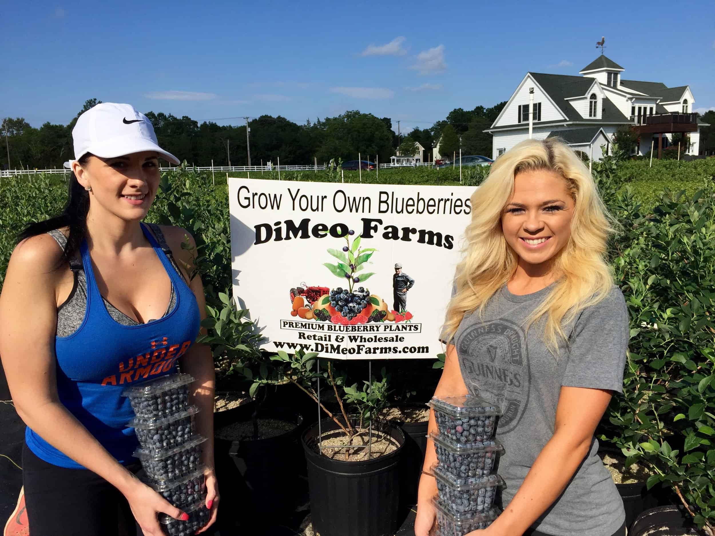 DiMeo Blueberry Farms